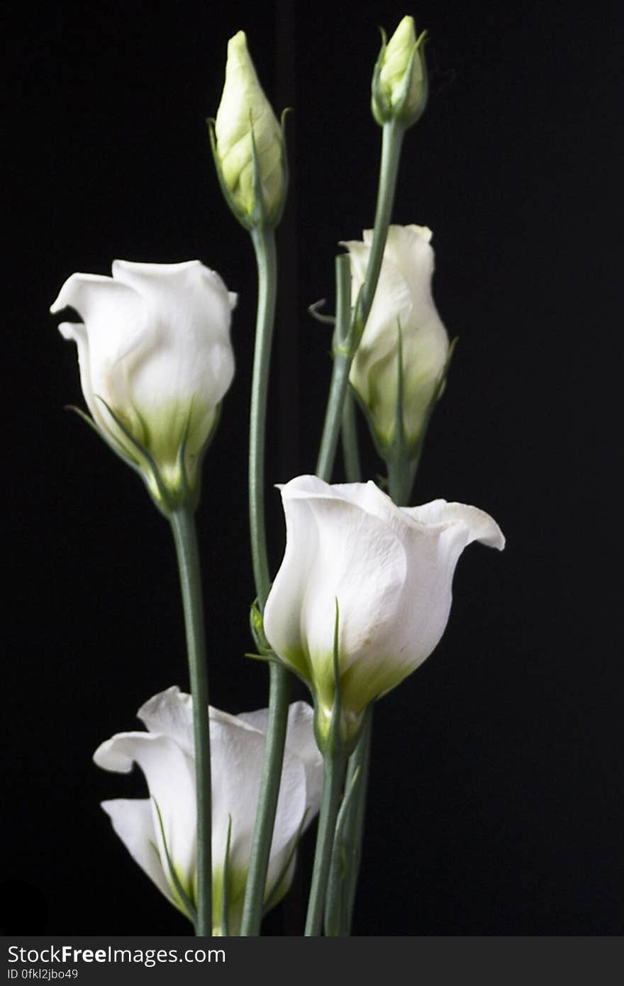 Lisianthus flowers against dark background