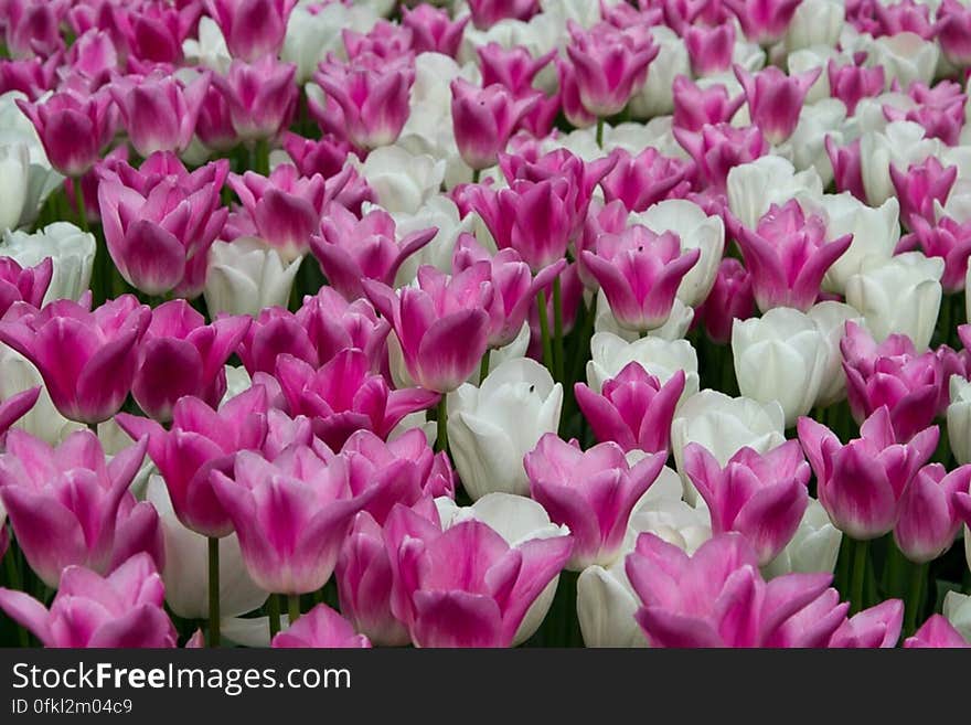 White and pink creamy tulips