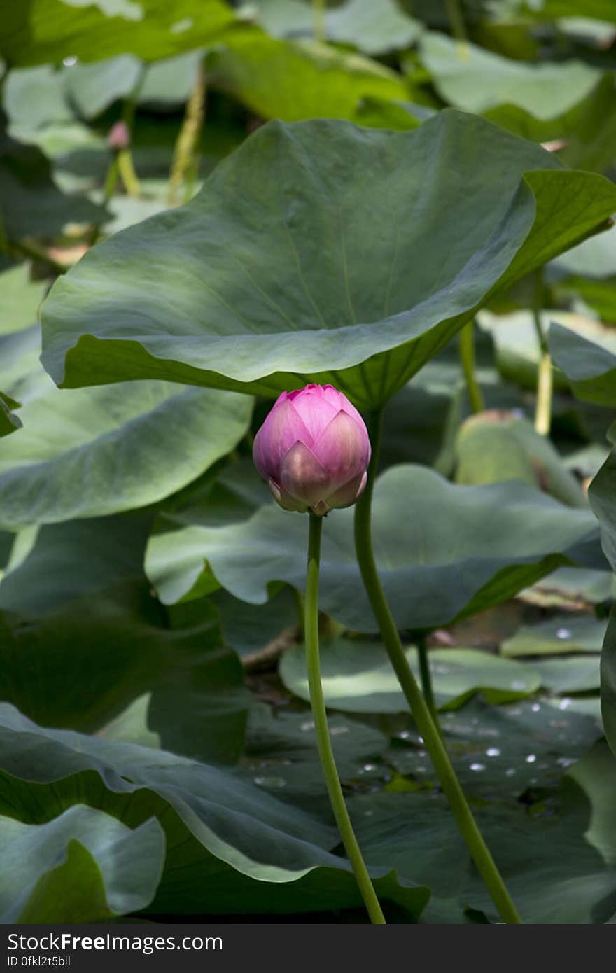 An invasive species in Europe, the pink indian water lily has beautiful flowers and big leaves, making them great ornamental plants. An invasive species in Europe, the pink indian water lily has beautiful flowers and big leaves, making them great ornamental plants