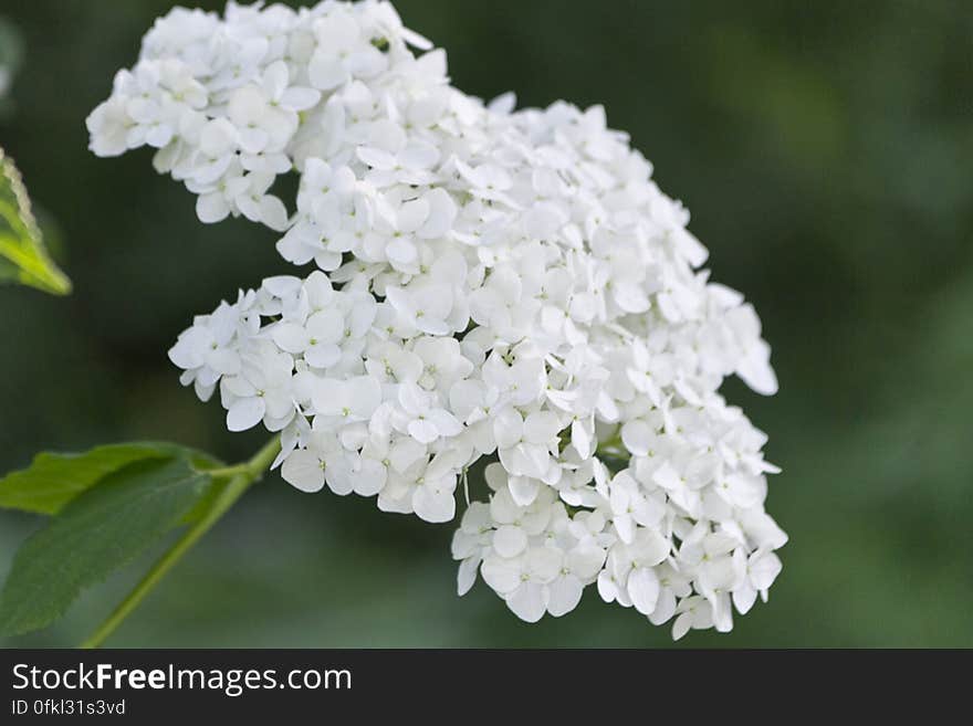 Hydrangea macrophylla of Asian origin is a very popular ornamental flower. Hydrangea macrophylla of Asian origin is a very popular ornamental flower.