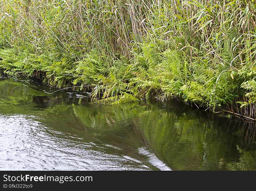 Waves created by tourist boat on Danube channel, reflecting reed and other vegetation on floating island. Waves created by tourist boat on Danube channel, reflecting reed and other vegetation on floating island.