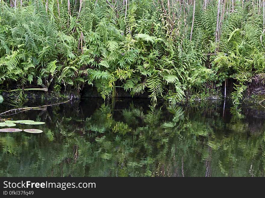 River canal water reflecting vegetation of the bank. River canal water reflecting vegetation of the bank.