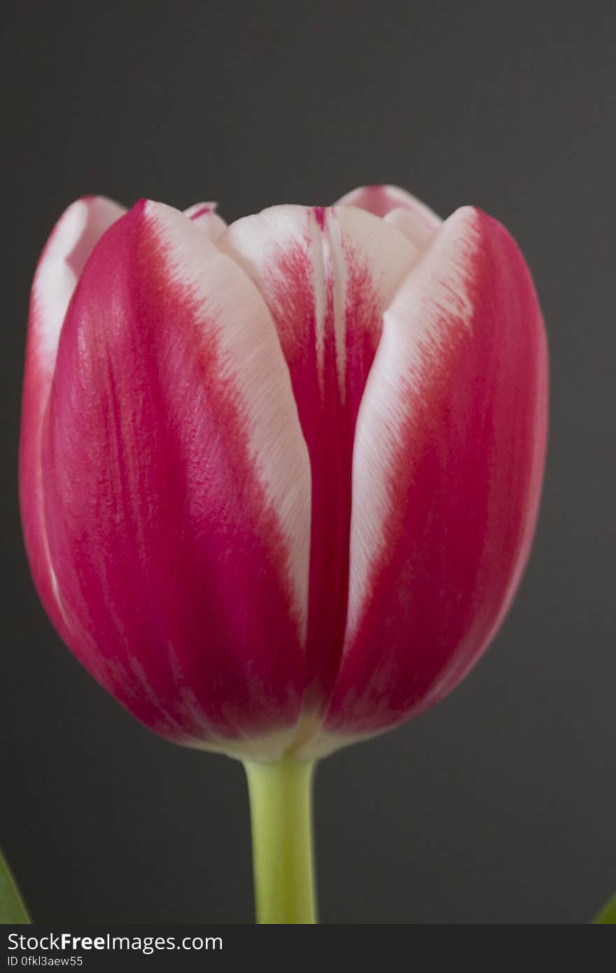 Pink and white tulip