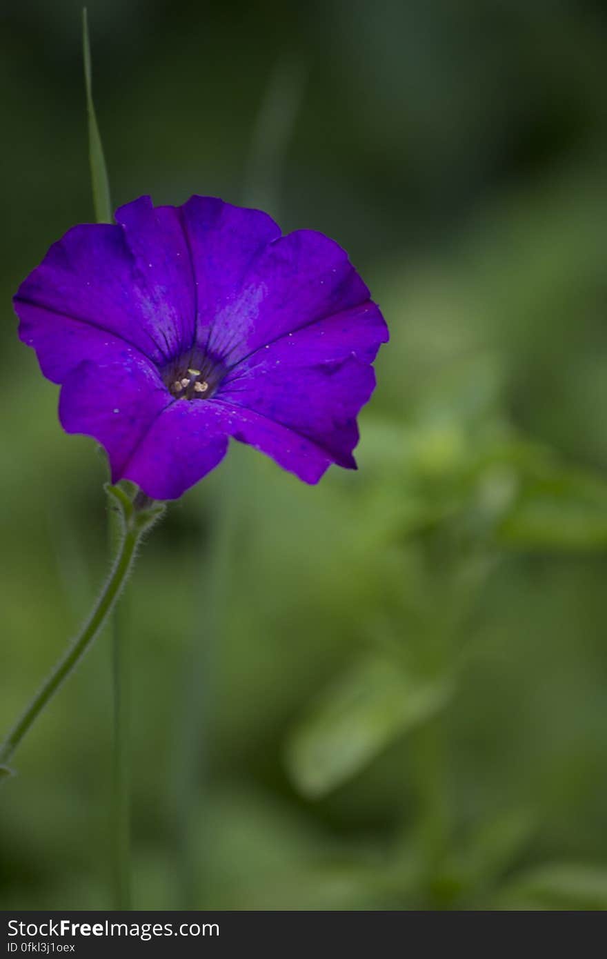 A herbaceous plant, the Morning Glory is considered a weed but produces elegant and attractive flowers.