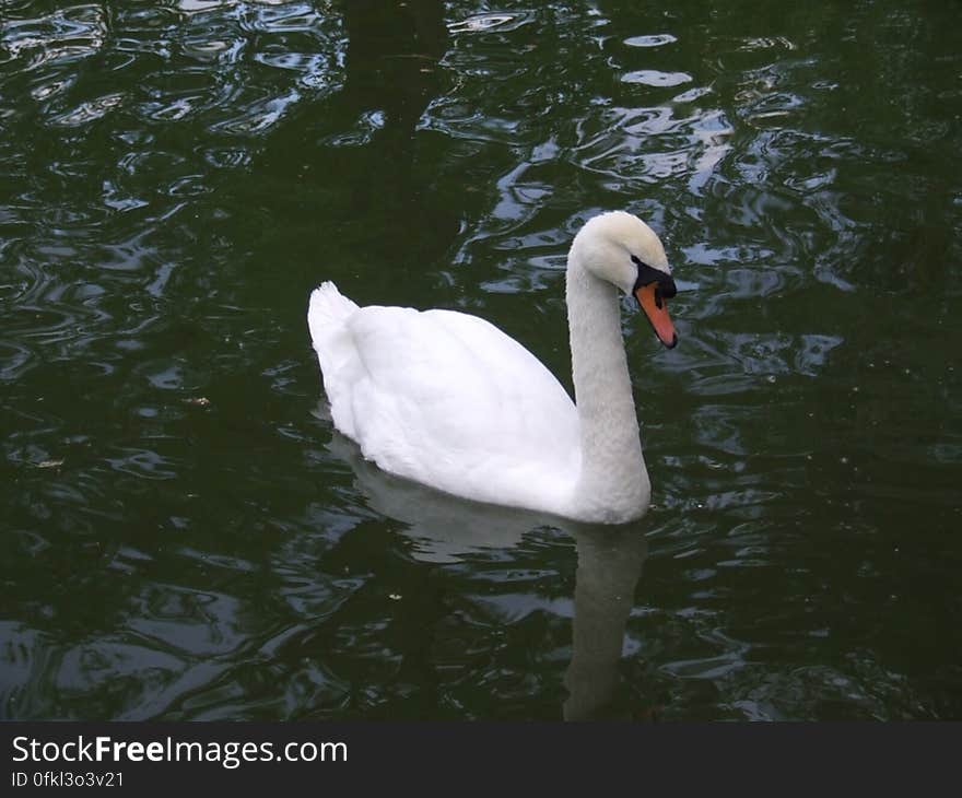 white-swan