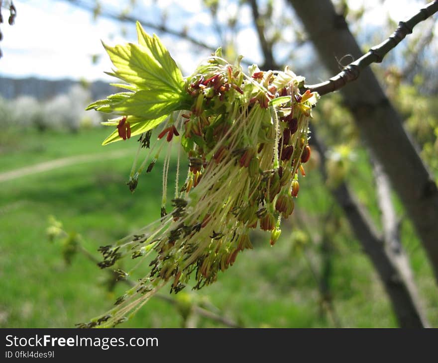 wind-through-fringy-inflorescence