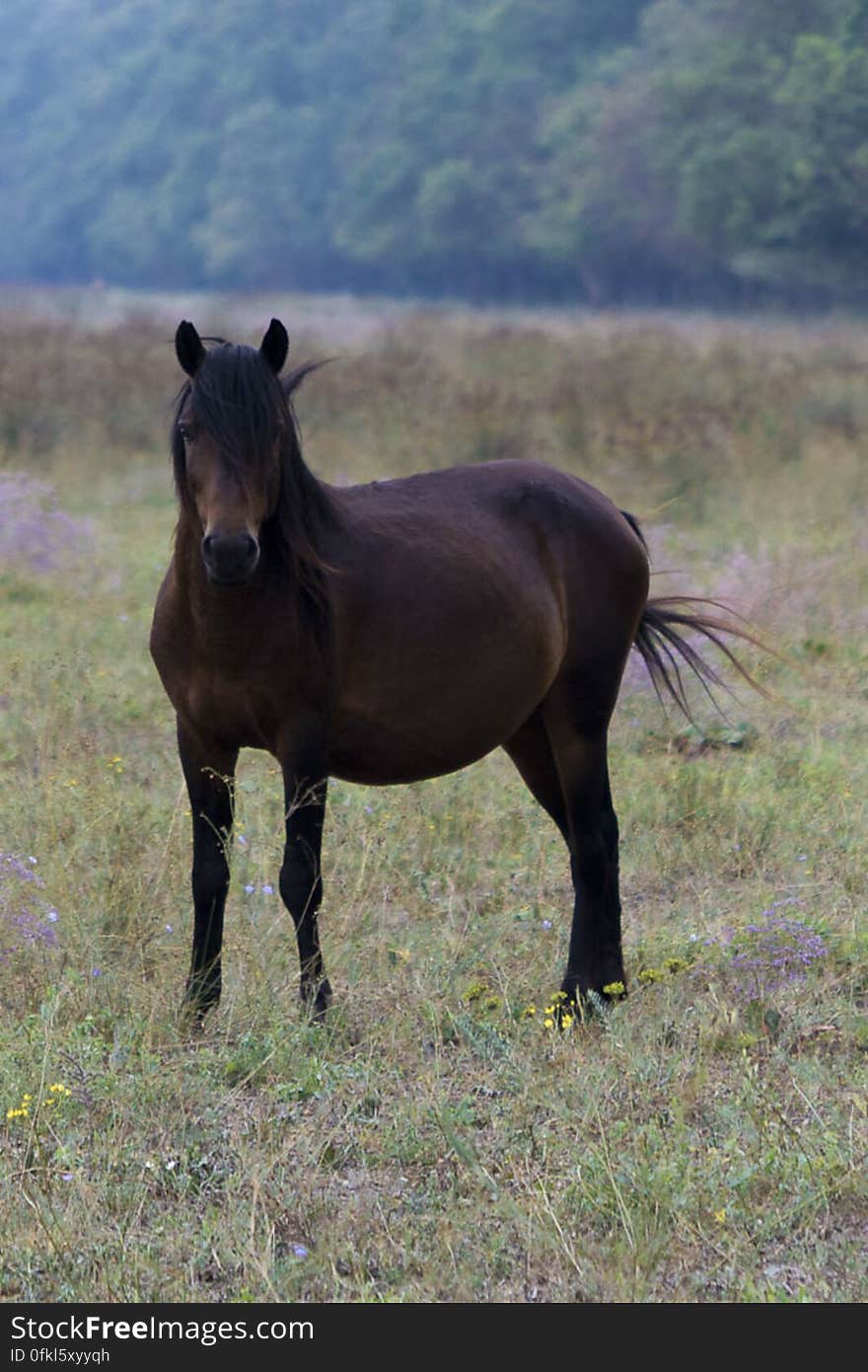 Letea forest wild horse. Letea forest wild horse