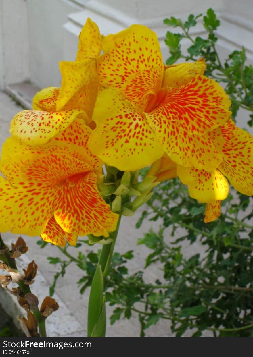 yellow-canna-flower