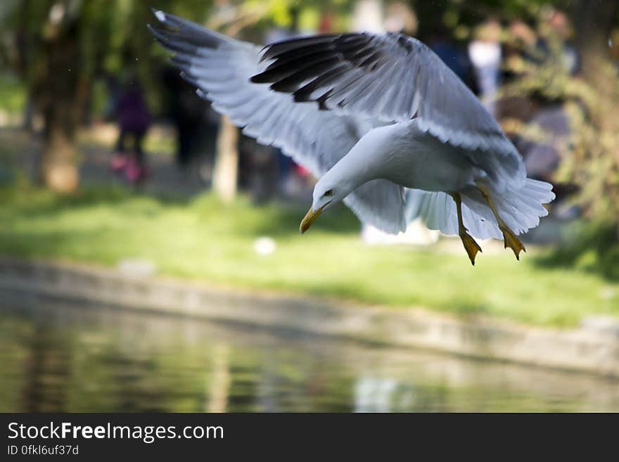 Black Sea gull adapted to city park life prepares to land on lake.