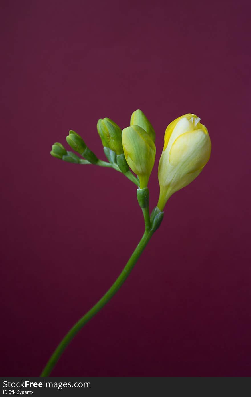 Native to South Africa, Freesia corymbosa is a bright yellow sweet scented flower. Native to South Africa, Freesia corymbosa is a bright yellow sweet scented flower