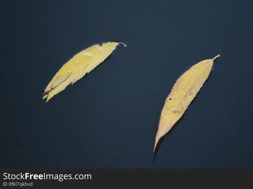 yellow-willow-leaves-floating-on-still-water