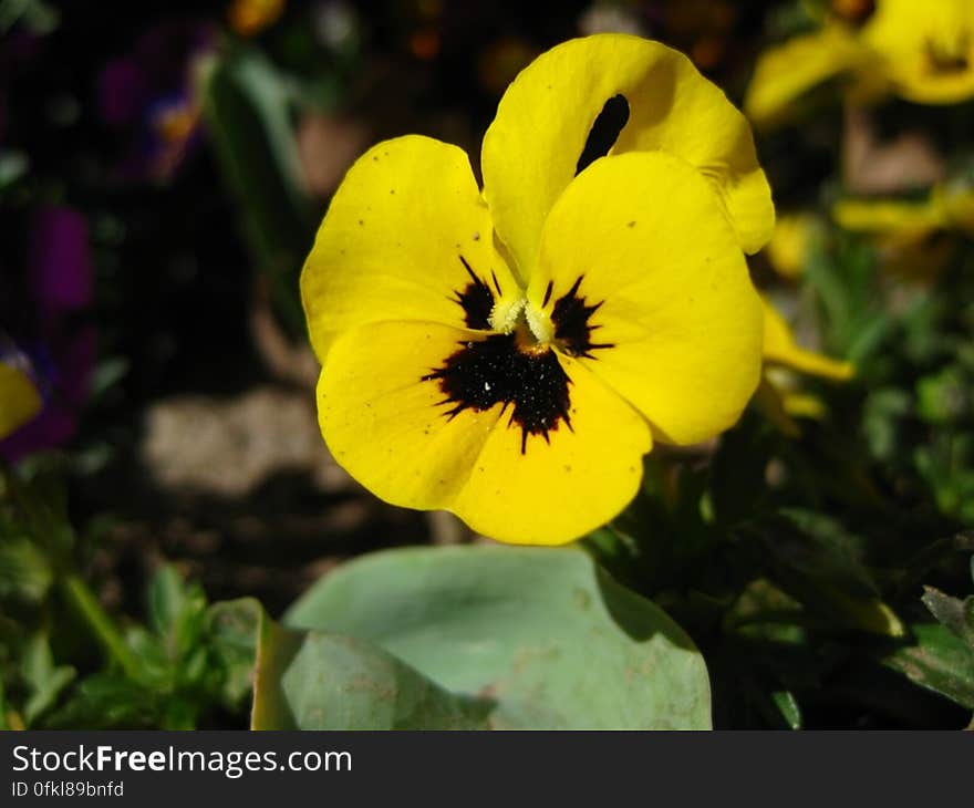 yellow-pansy