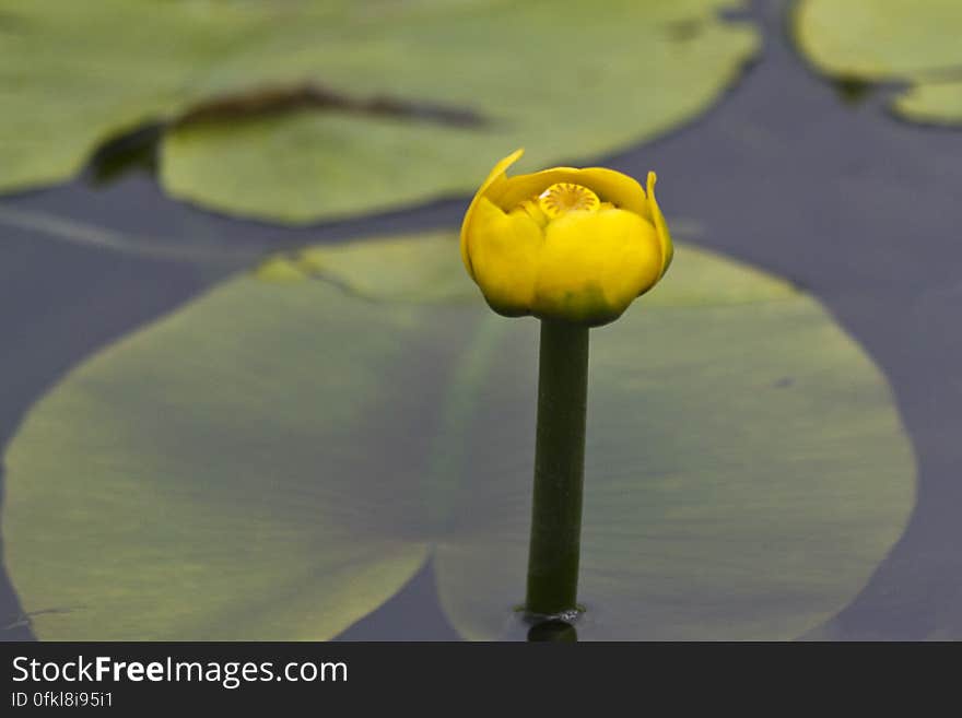 This water lily produces a single yellow flower held above water which covers a bottle shaped fruit. This water lily produces a single yellow flower held above water which covers a bottle shaped fruit.