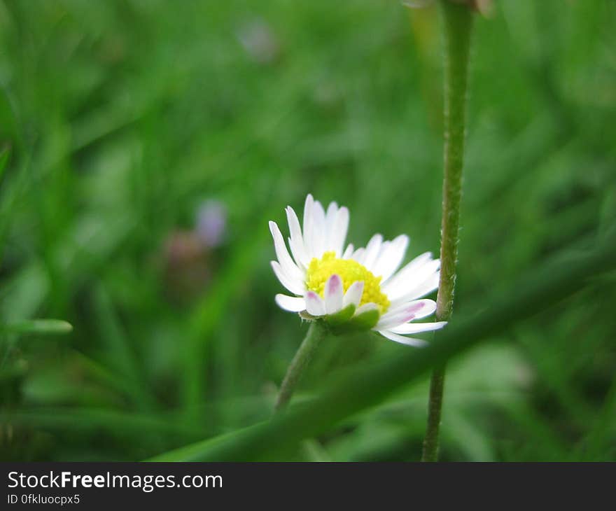 chamomile