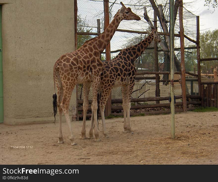 giraffes