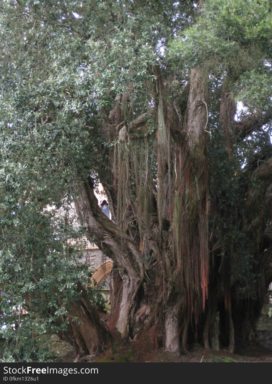 lianas-hanging