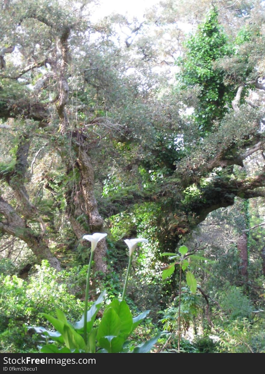 monserrate-park-vegetation