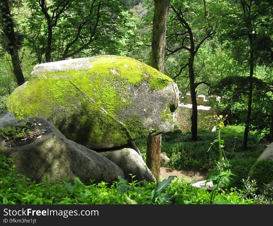 moss-covered-rock