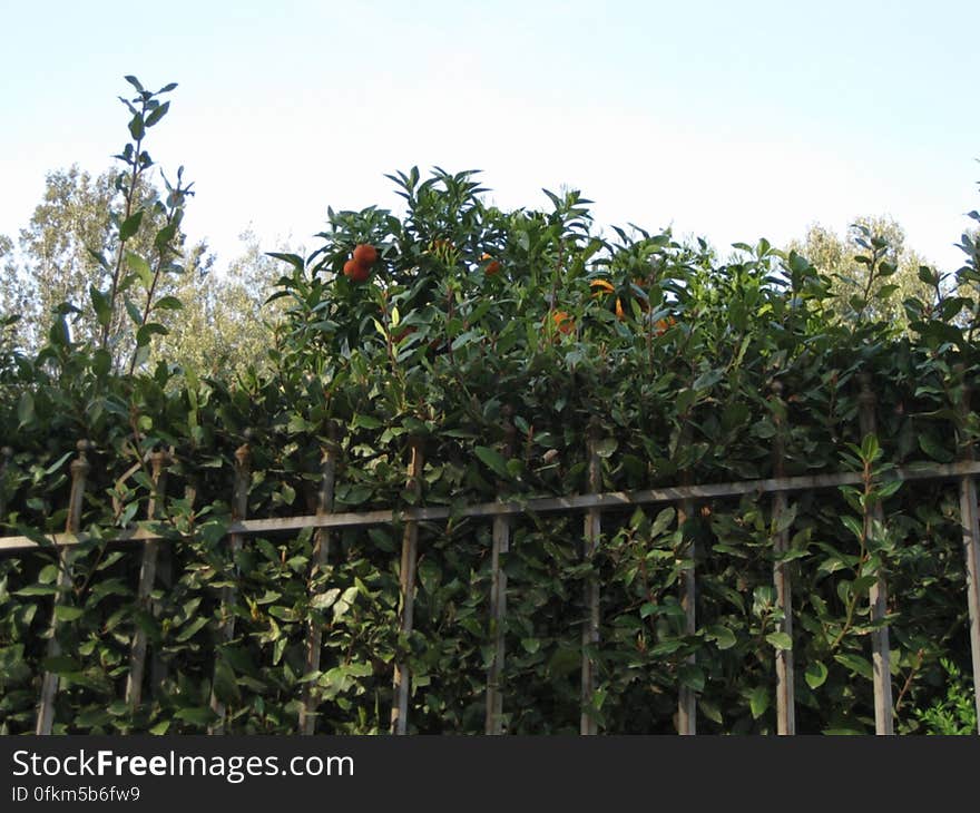 orange-gardens