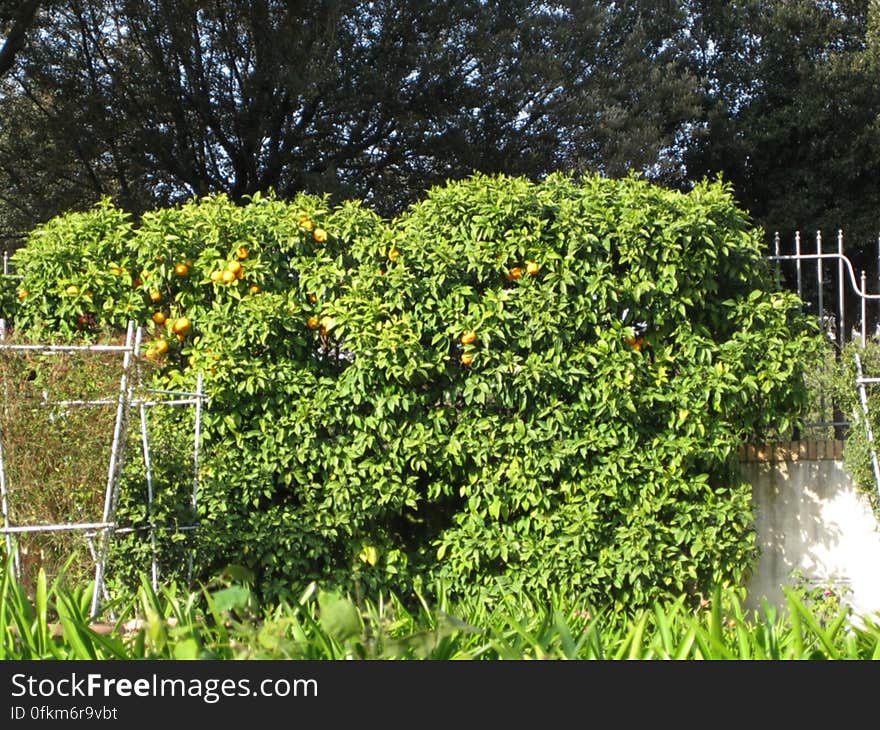 orange-trees-in-villa-borghese