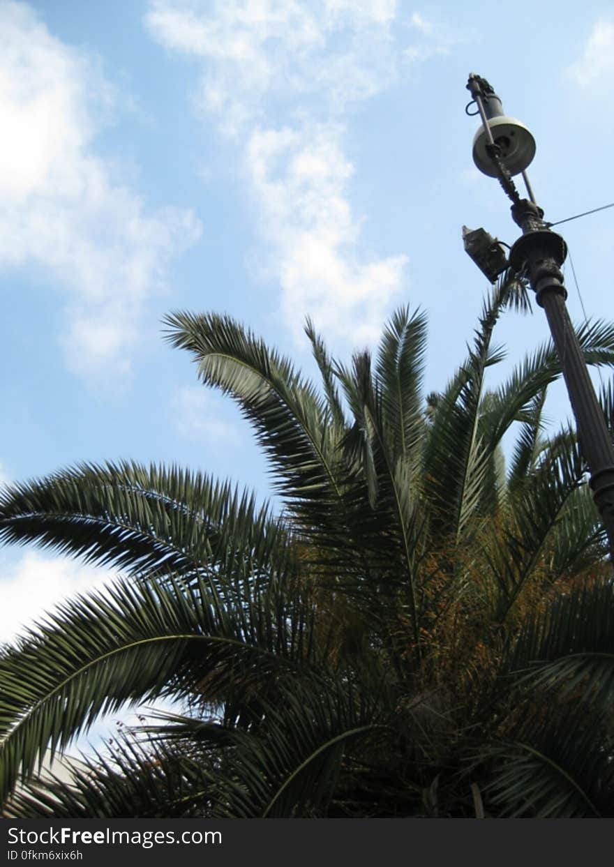 palm-tree-next-to-lamp-post