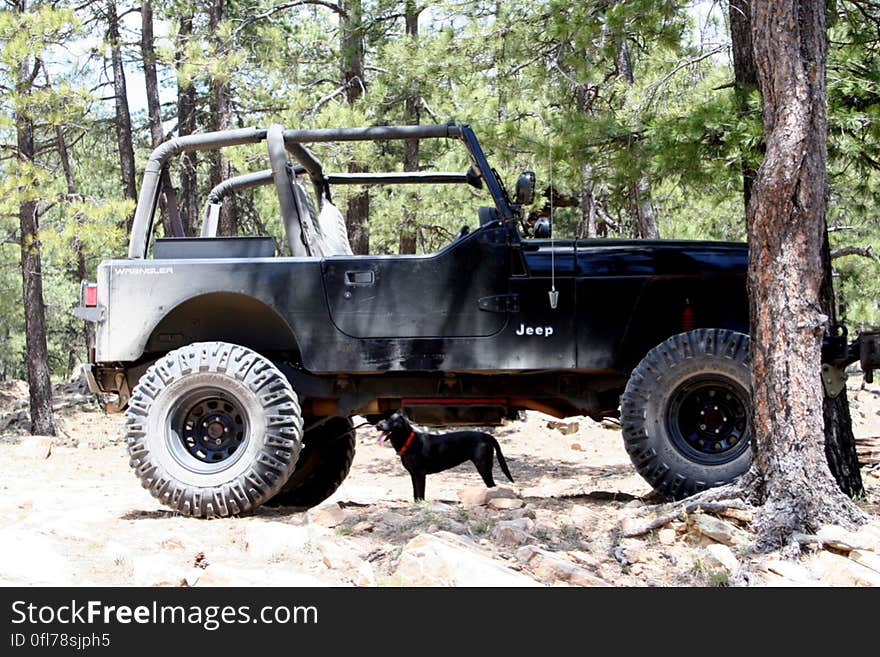 More of an illusion, Cadu is just on the other side of the jeep, but it is lifted enough for her to walk under. What a dog!. More of an illusion, Cadu is just on the other side of the jeep, but it is lifted enough for her to walk under. What a dog!