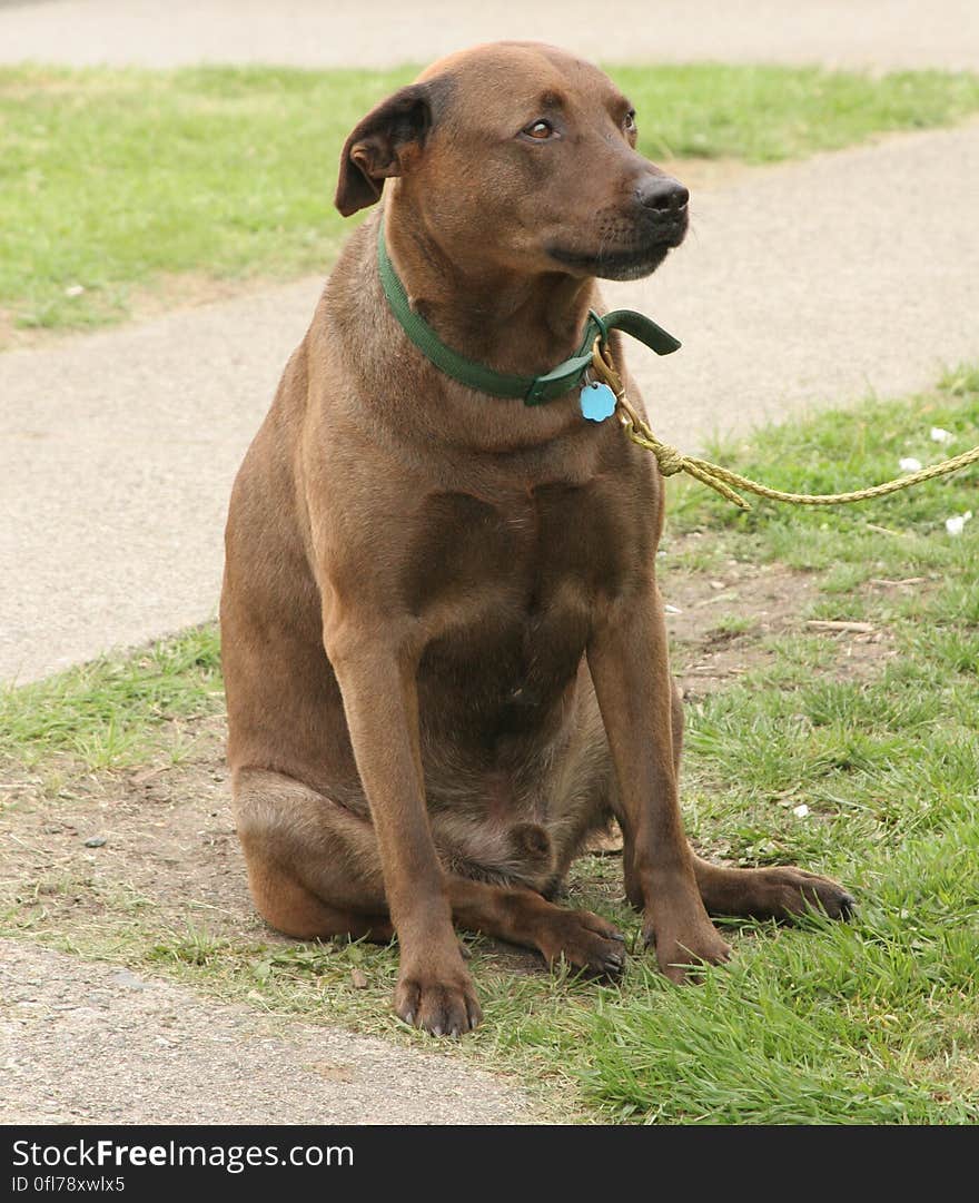 A cute dog at the polling station