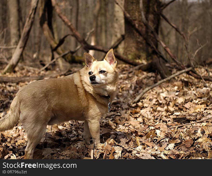 Dog, Carnivore, Dog breed, Fawn, Companion dog, Terrestrial animal