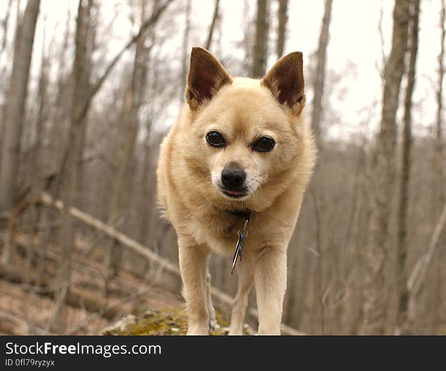 Dog, Carnivore, Spitz, Tree, Dog breed, Companion dog