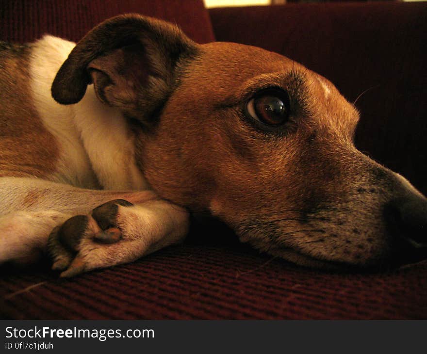 Brutus tolerates the camera, then immediately falls into nap zone.