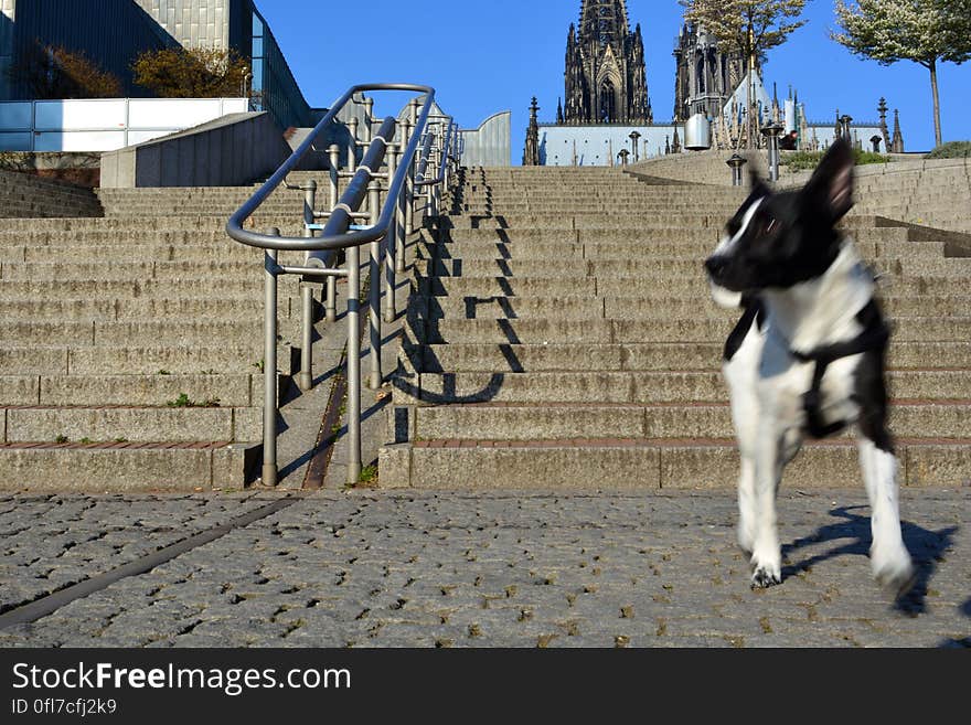 Das ist Leika, der Hund von Wolfgang. Das ist Leika, der Hund von Wolfgang...