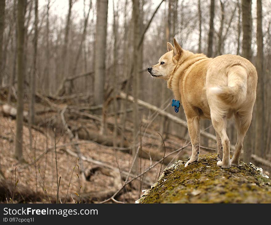 Dog, Tree, Wood, Plant, Twig, Working animal