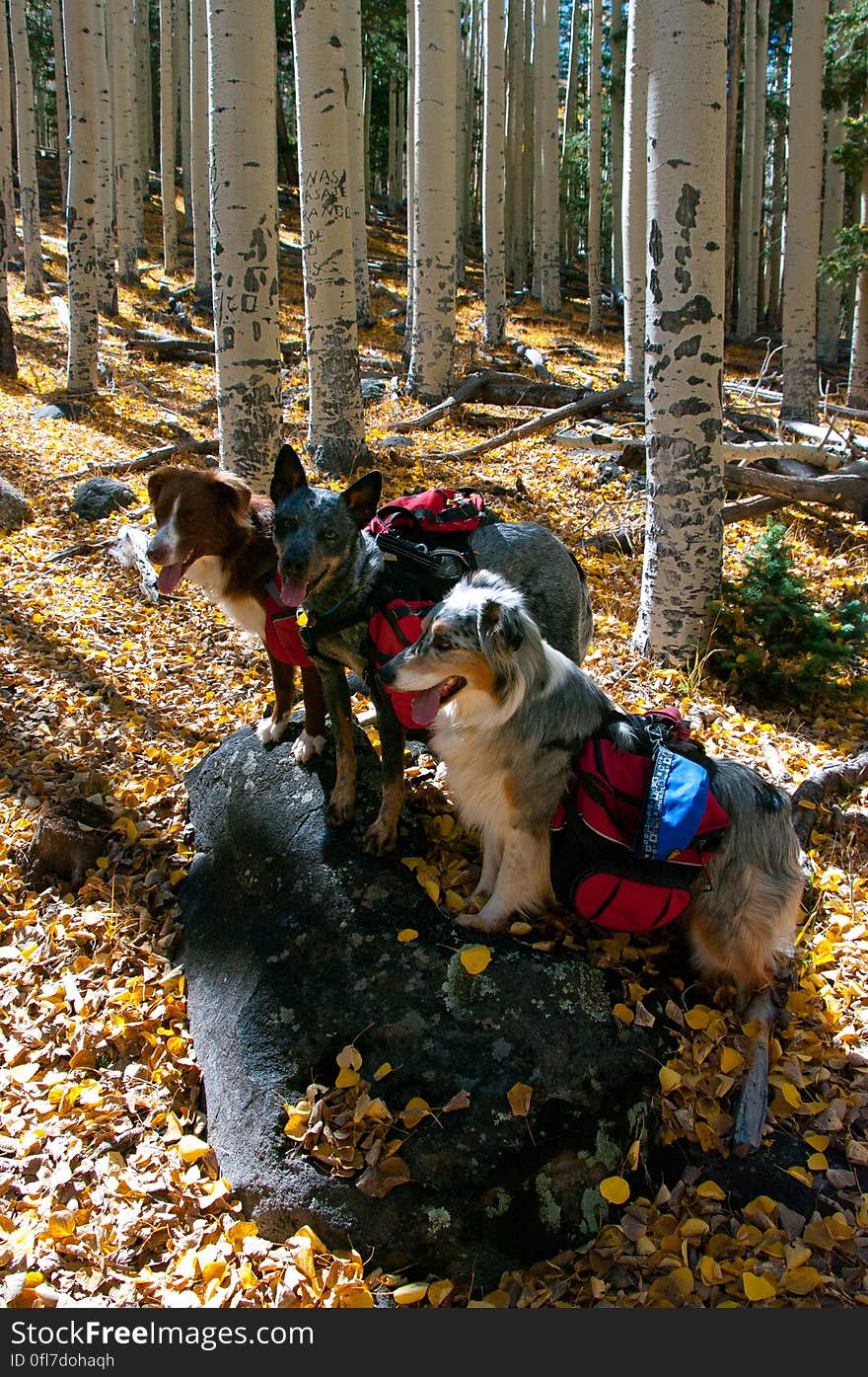 Autumn hike of the Bear Jaw, Waterline, and Abineau Trails Loop on the northern side of Flagstaff&#x27;s San Francisco Peaks. Autumn hike of the Bear Jaw, Waterline, and Abineau Trails Loop on the northern side of Flagstaff&#x27;s San Francisco Peaks.