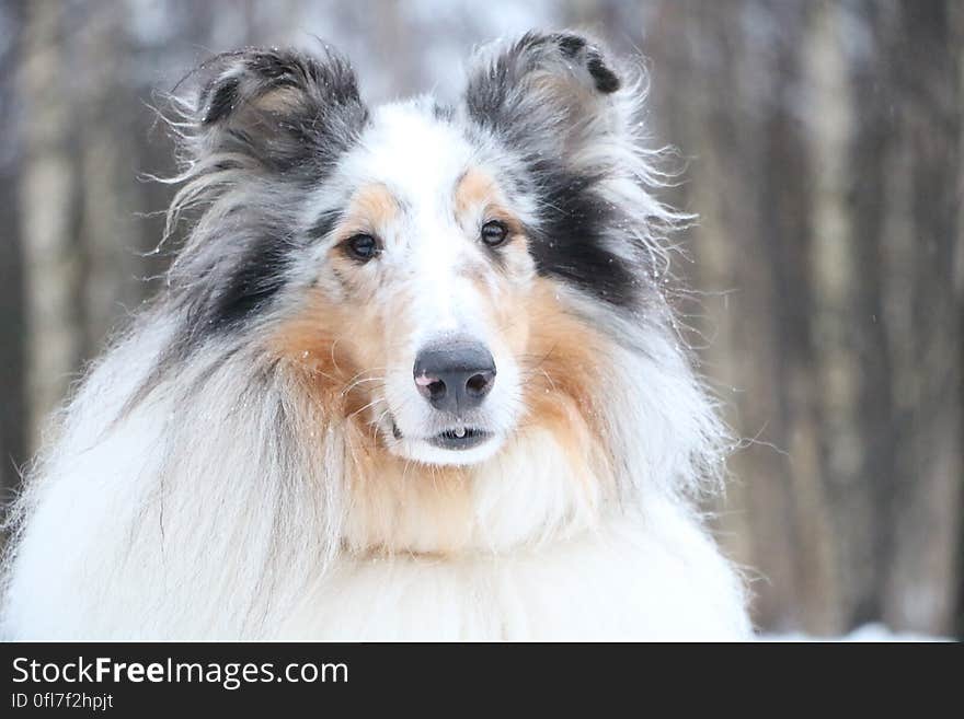 Collie