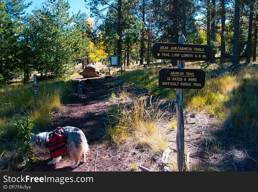 Autumn hike of the Bear Jaw, Waterline, and Abineau Trails Loop on the northern side of Flagstaff&#x27;s San Francisco Peaks. Autumn hike of the Bear Jaw, Waterline, and Abineau Trails Loop on the northern side of Flagstaff&#x27;s San Francisco Peaks.