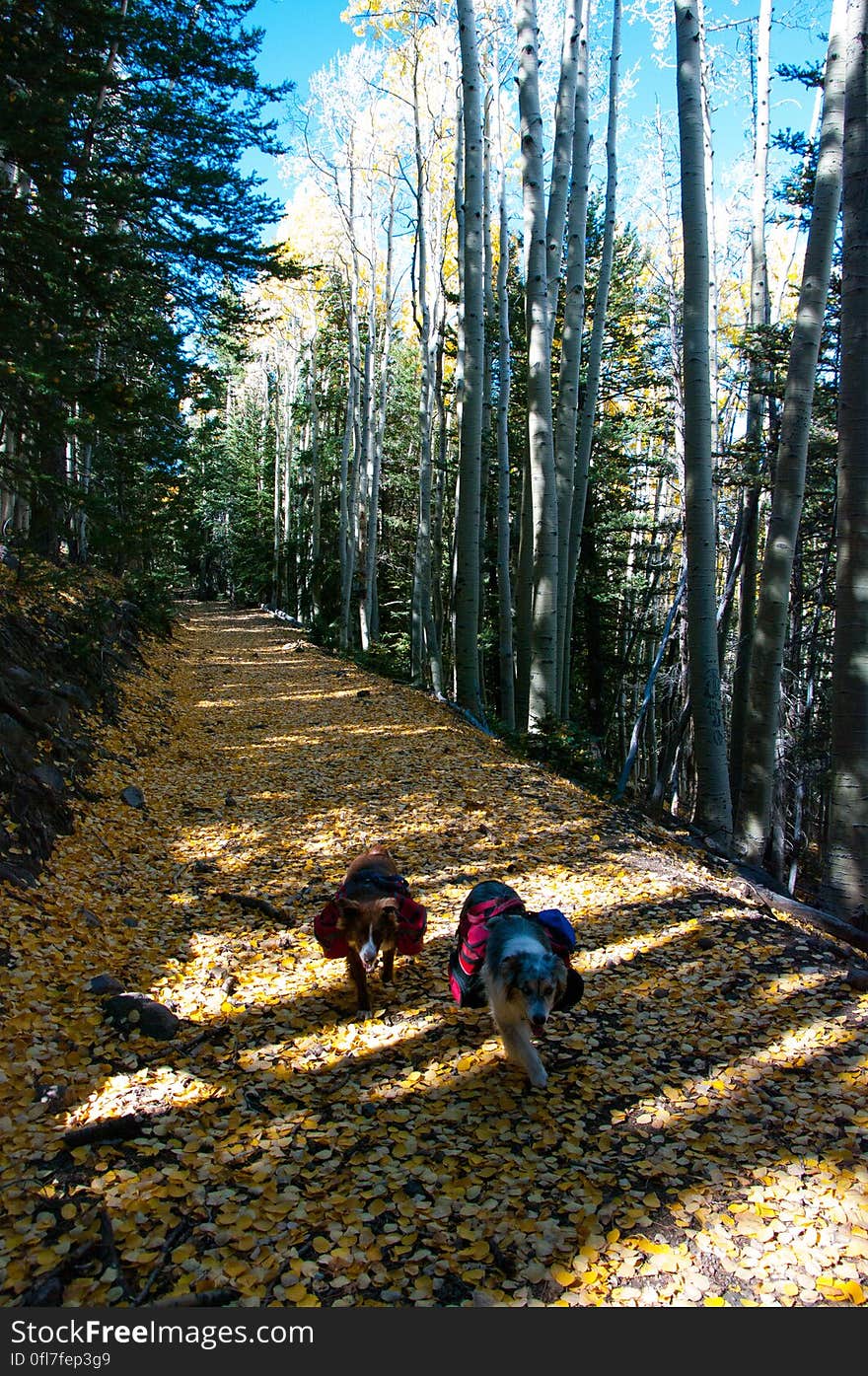 Autumn hike of the Bear Jaw, Waterline, and Abineau Trails Loop on the northern side of Flagstaff&#x27;s San Francisco Peaks. Autumn hike of the Bear Jaw, Waterline, and Abineau Trails Loop on the northern side of Flagstaff&#x27;s San Francisco Peaks.