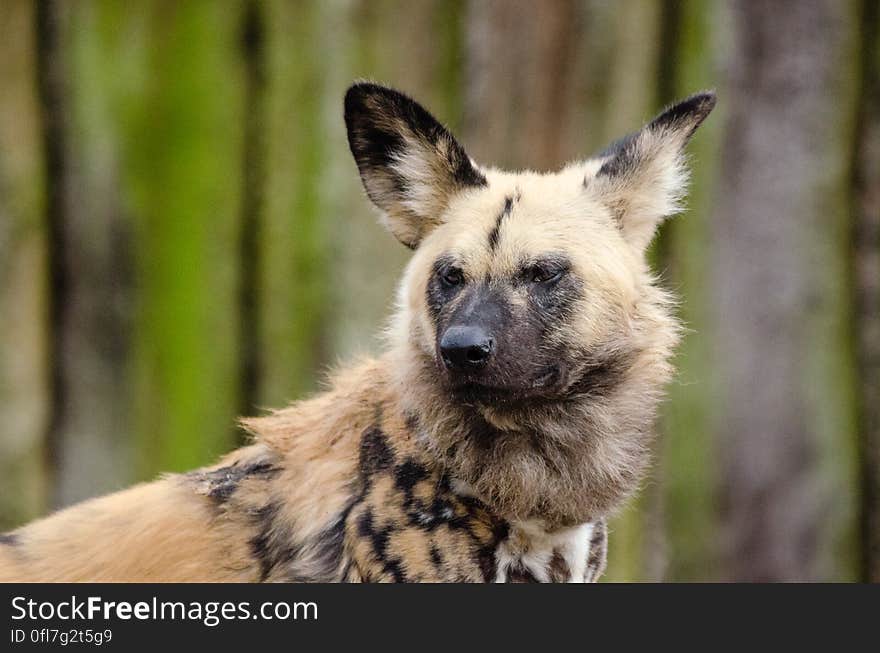 African wild dog