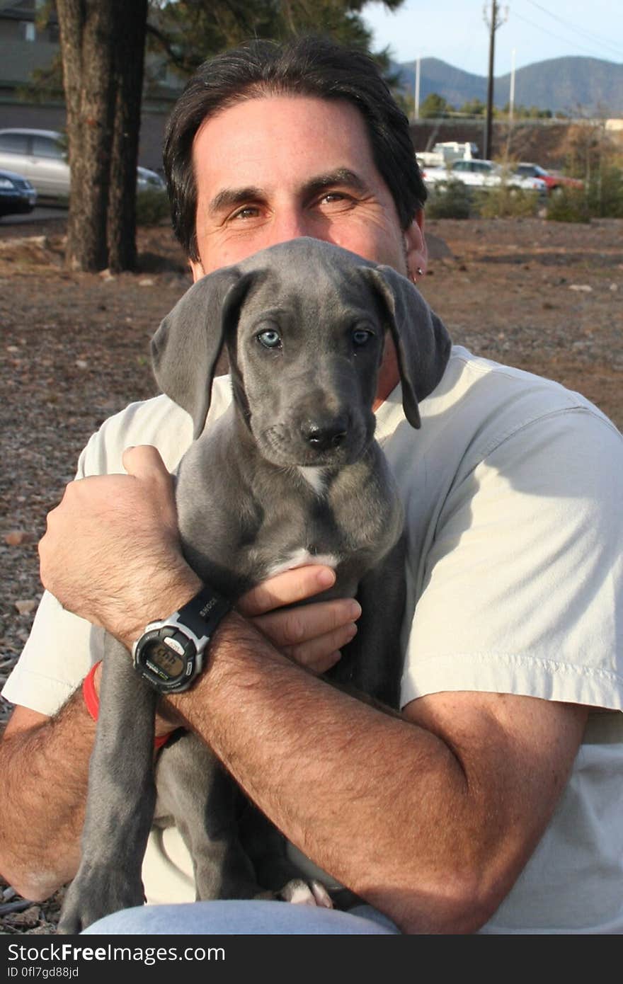 Kasha is a 6 week old Great Dane puppy, we got to meet for first time Flagstaff. Kasha is a 6 week old Great Dane puppy, we got to meet for first time Flagstaff