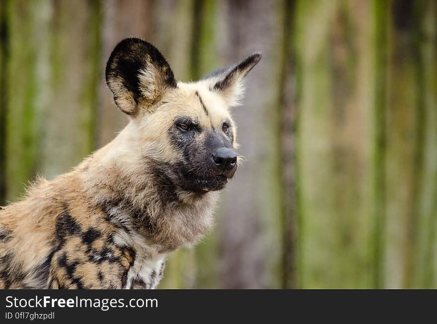 African wild dog