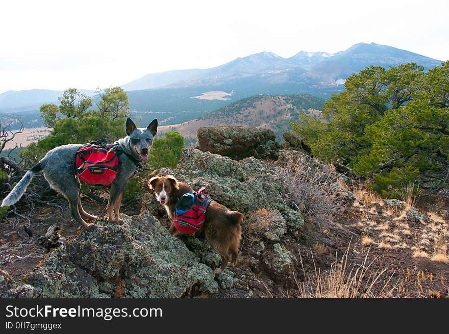 We hiked up the valley on the south side of Robinson Crater, then followed the southern edge of the rim out to a beautiful view of the Peaks. We hiked up the valley on the south side of Robinson Crater, then followed the southern edge of the rim out to a beautiful view of the Peaks.