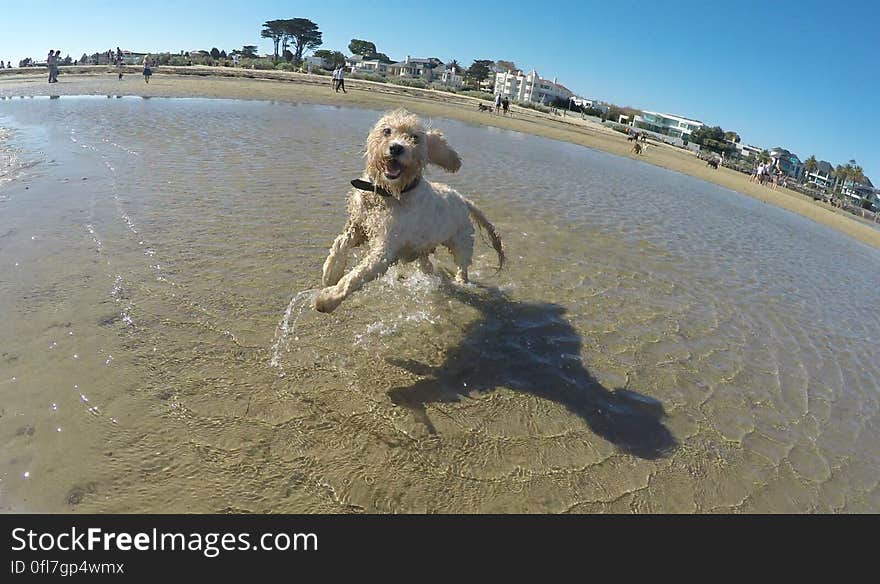 Maggie at Brighton dog beach