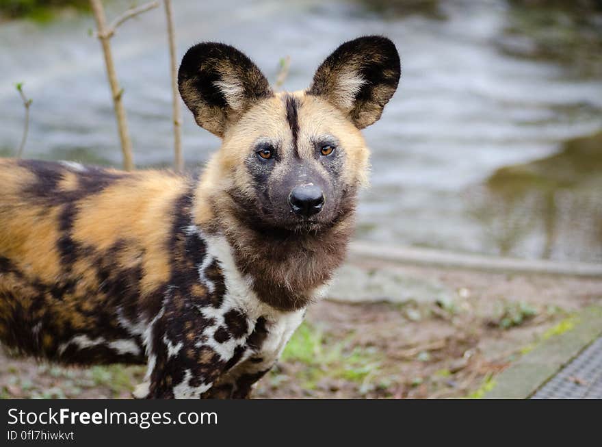 African wild dog