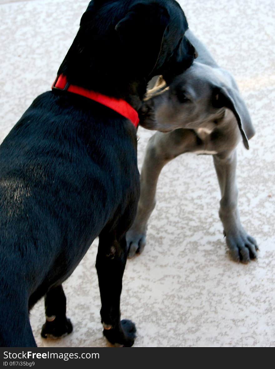 Cadu, our content, solo house dog, had a visitor these weekend -- an adorable 11 week old Great Dane puppy named &#x22;Kasha&#x22;... who only for a short time will be Cadu-sized. Cadu, our content, solo house dog, had a visitor these weekend -- an adorable 11 week old Great Dane puppy named &#x22;Kasha&#x22;... who only for a short time will be Cadu-sized