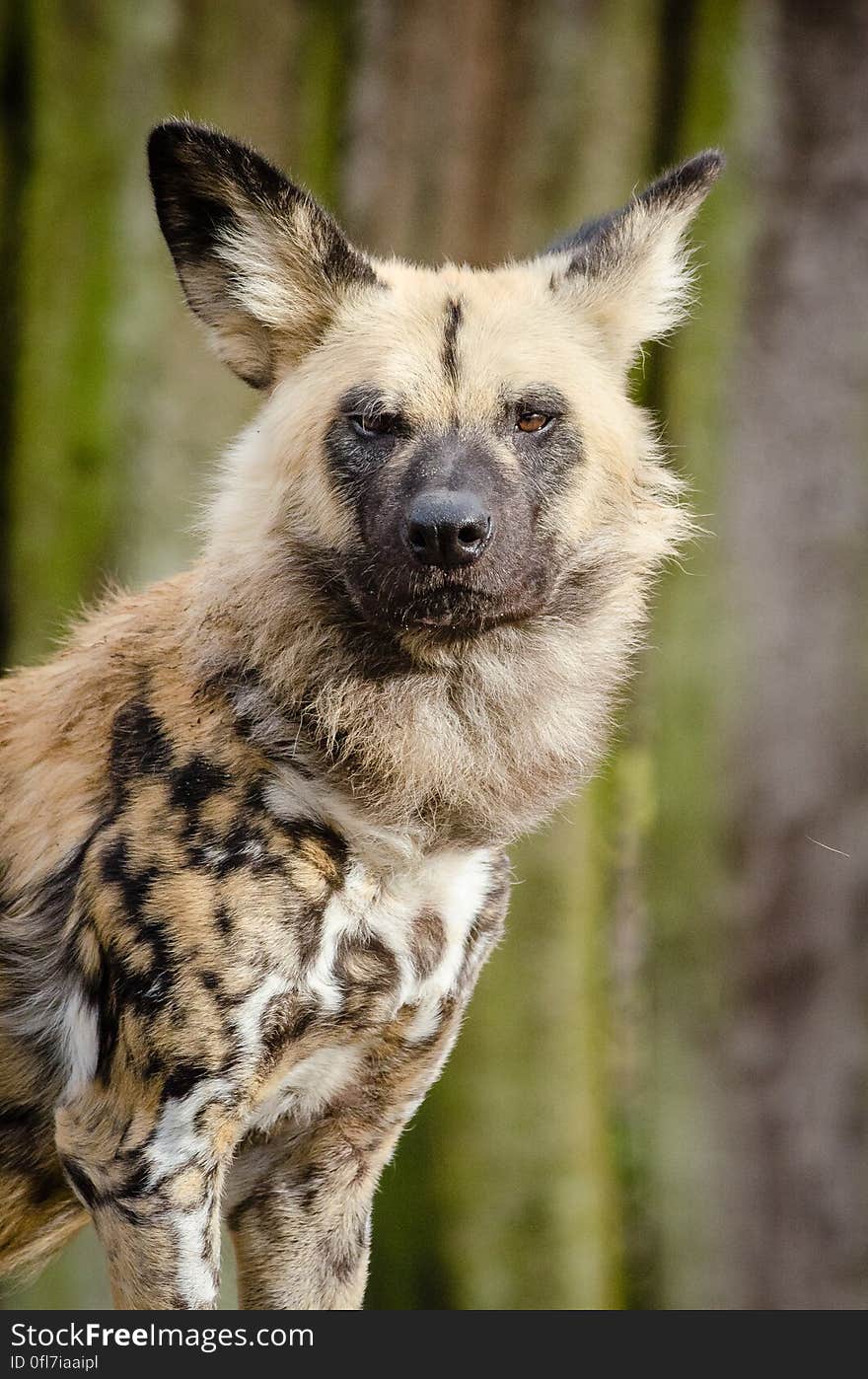 African wild dog