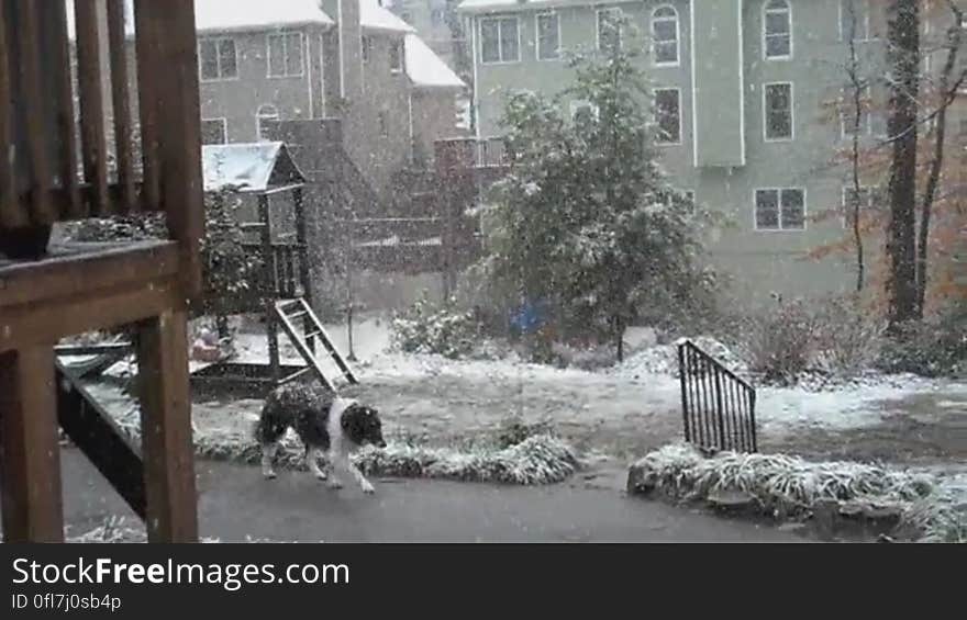 Southern doggie isn&#x27;t quite sure what to do with all this snow today. Southern doggie isn&#x27;t quite sure what to do with all this snow today.