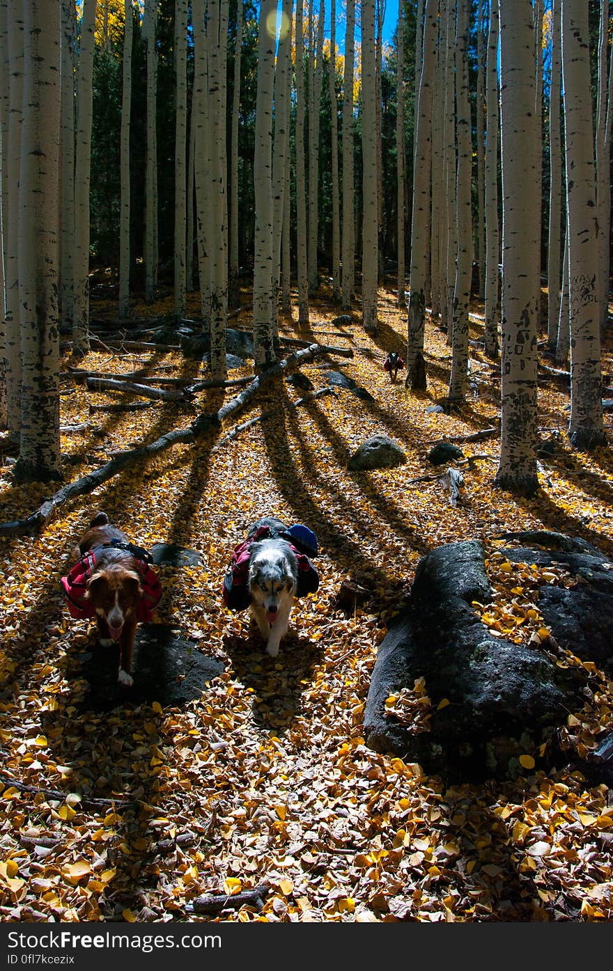 Autumn hike of the Bear Jaw, Waterline, and Abineau Trails Loop on the northern side of Flagstaff&#x27;s San Francisco Peaks. Autumn hike of the Bear Jaw, Waterline, and Abineau Trails Loop on the northern side of Flagstaff&#x27;s San Francisco Peaks.