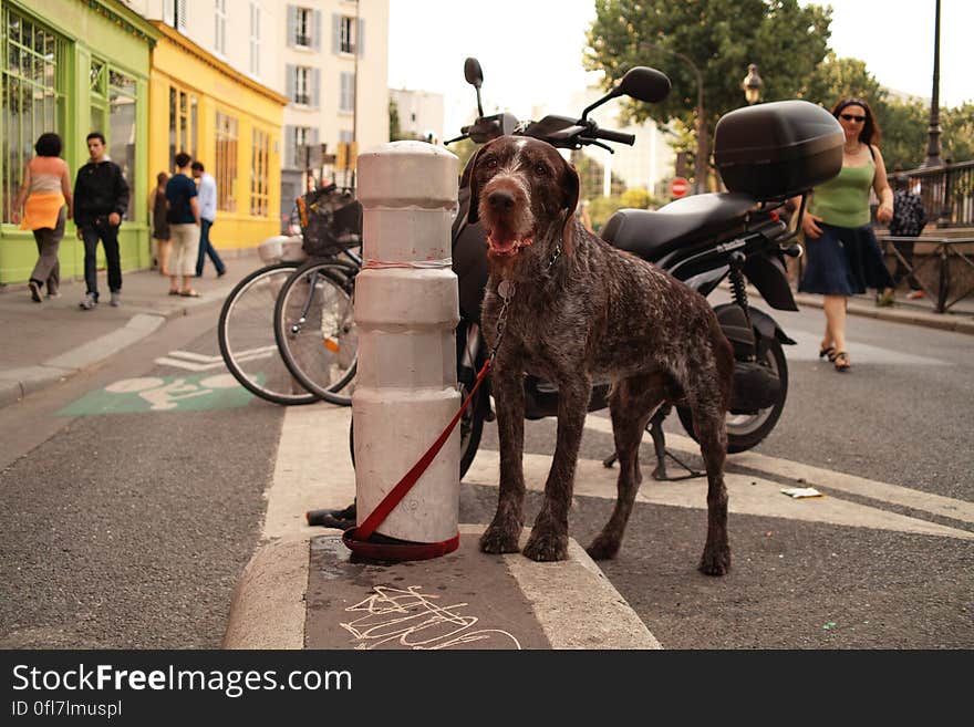 un chien inquiet, son maitre n&#x27;est plus la