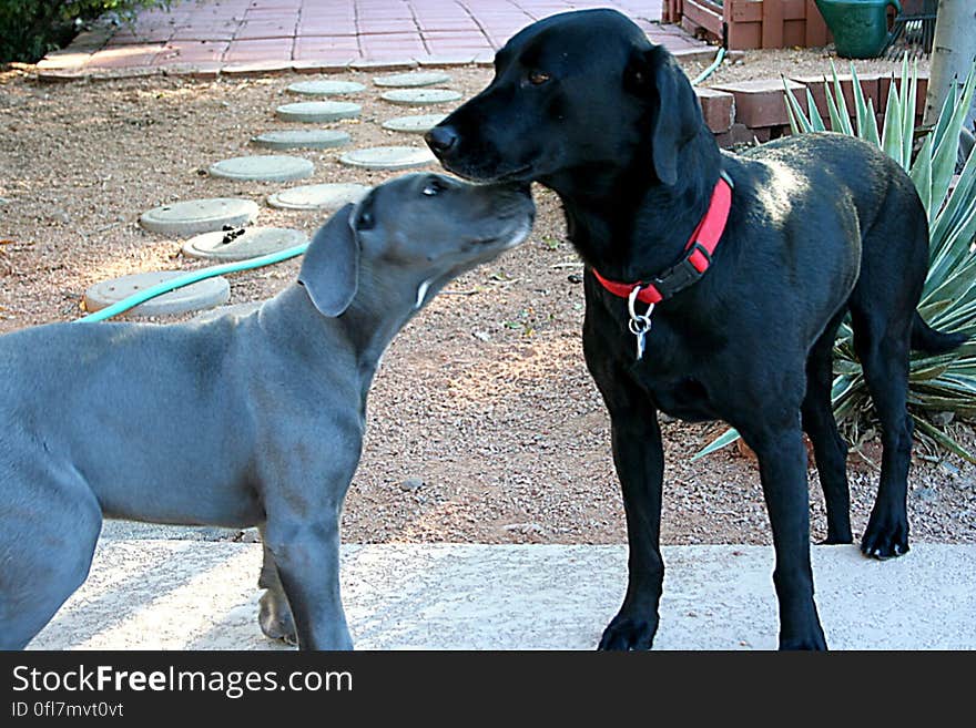 Cadu, our content, solo house dog, had a visitor these weekend -- an adorable 11 week old Great Dane puppy named &#x22;Kasha&#x22;... who only for a short time will be Cadu-sized. Cadu, our content, solo house dog, had a visitor these weekend -- an adorable 11 week old Great Dane puppy named &#x22;Kasha&#x22;... who only for a short time will be Cadu-sized