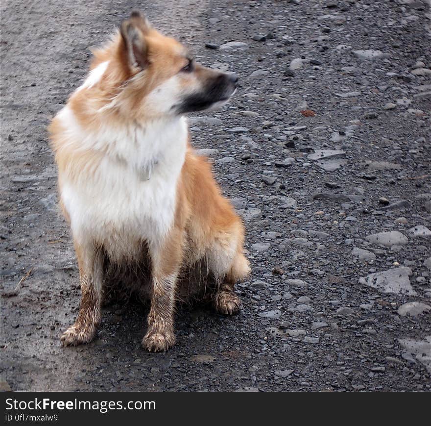 It is admirable to be a dog and not care at all if your feet and coat are muddy. That&#x27;s the spirit, Skinna!. It is admirable to be a dog and not care at all if your feet and coat are muddy. That&#x27;s the spirit, Skinna!