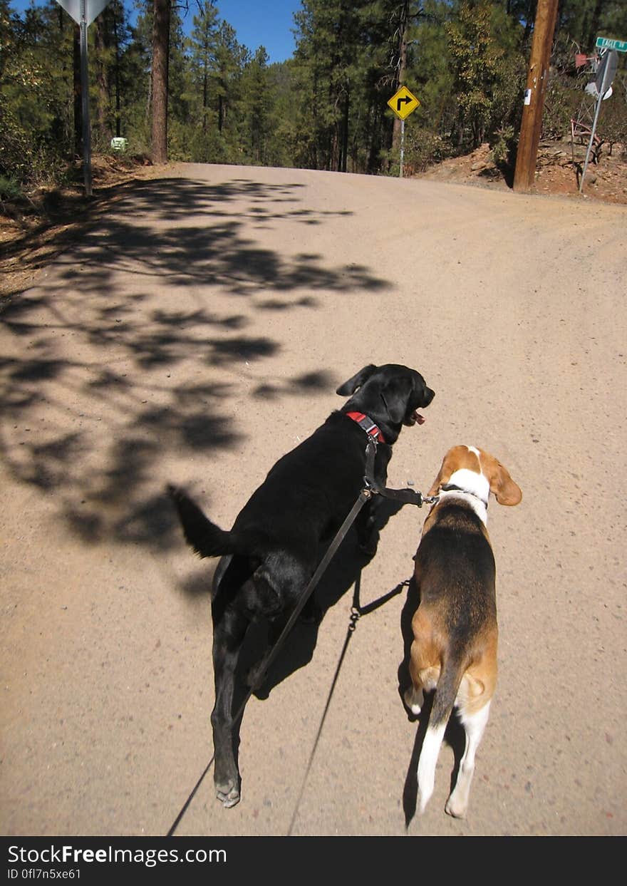 Every day Cadu, Fresa, and I stroll to my rural mailbox to see what news there is of the world. Usually its none. Every day Cadu, Fresa, and I stroll to my rural mailbox to see what news there is of the world. Usually its none.